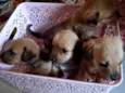 Cachorros 