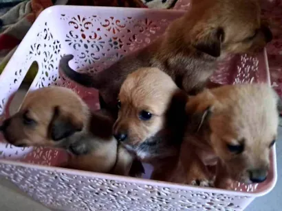 Cachorro raça SRD-ViraLata idade 2 a 6 meses nome Cachorros 