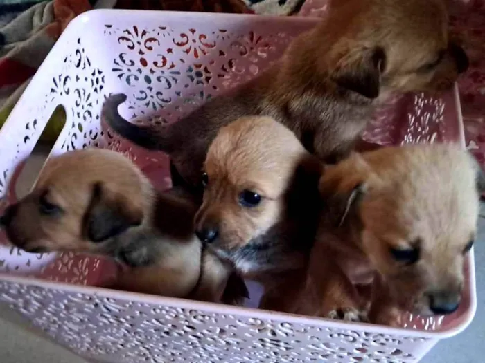 Cachorro ra a SRD-ViraLata idade 2 a 6 meses nome Cachorros 