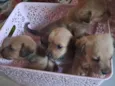 Cachorros