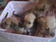 Cachorros 