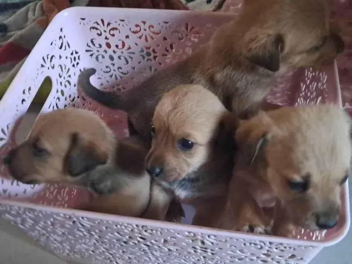 Cachorro ra a SRD-ViraLata idade 2 a 6 meses nome Cachorros 