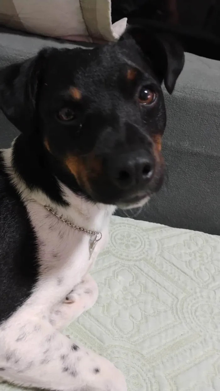 Cachorro ra a Fox Terrier idade 7 a 11 meses nome STÉLIO PAIVA MENDONÇA