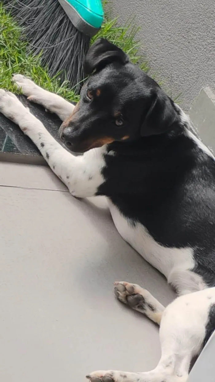 Cachorro ra a Fox Terrier idade 7 a 11 meses nome STÉLIO PAIVA MENDONÇA