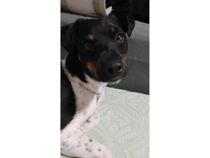 Cachorro ra a Fox Terrier idade 7 a 11 meses nome STÉLIO PAIVA MENDONÇA