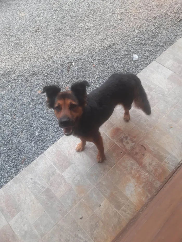 Cachorro ra a Pastor Alemão idade 6 ou mais anos nome BILA