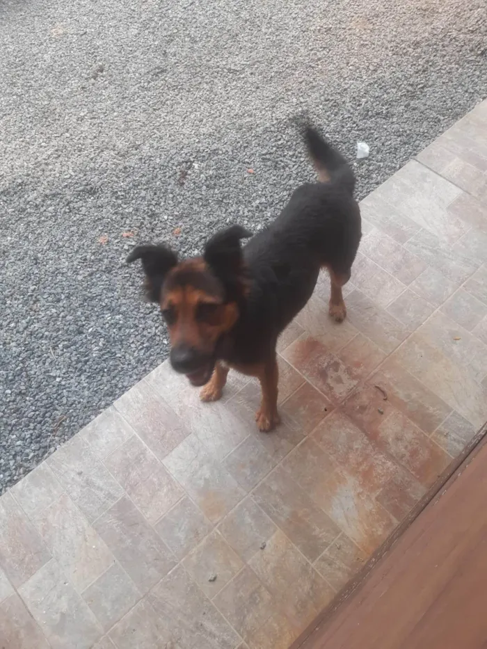 Cachorro ra a Pastor Alemão idade 6 ou mais anos nome BILA