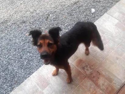 Cachorro raça Pastor Alemão idade 6 ou mais anos nome BILA