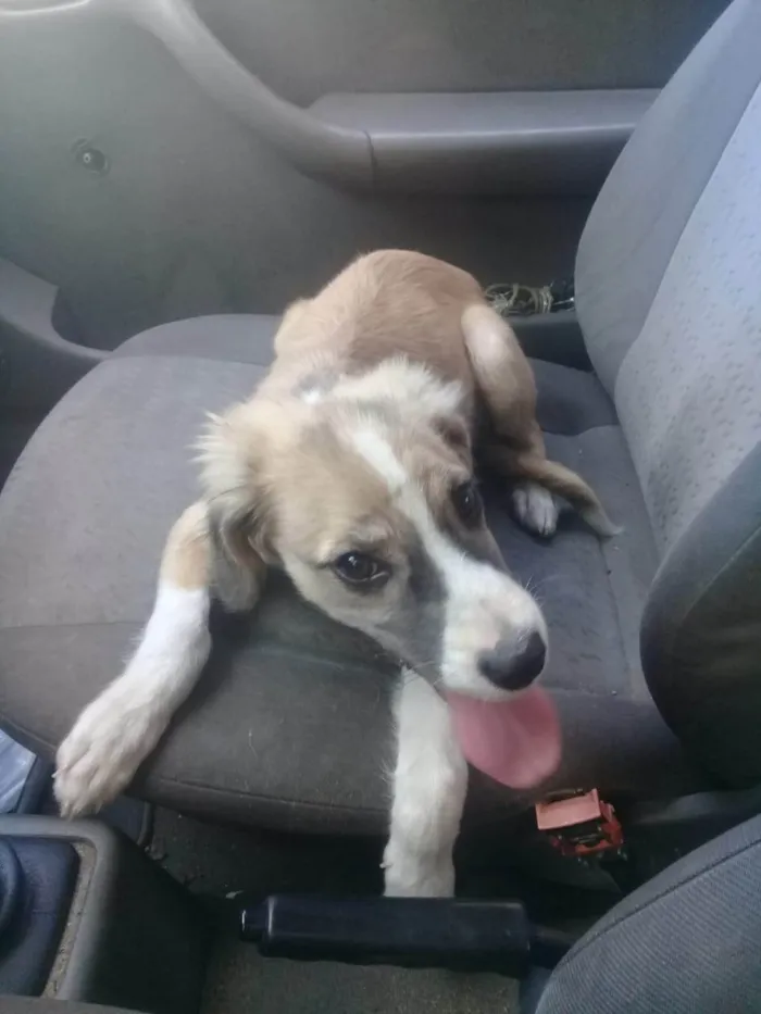 Cachorro ra a SRD-ViraLata idade 7 a 11 meses nome Maia