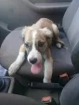 Maia