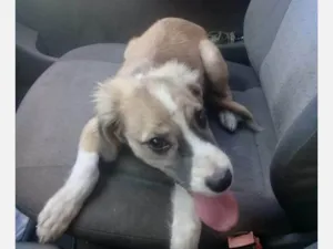Cachorro raça SRD-ViraLata idade 7 a 11 meses nome Maia