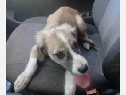Cachorro raça SRD-ViraLata idade 7 a 11 meses nome Maia