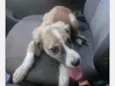 Maia