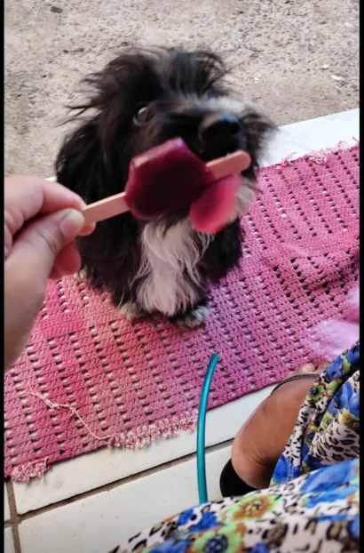 Cachorro raça Poodle idade 3 anos nome Nyna 