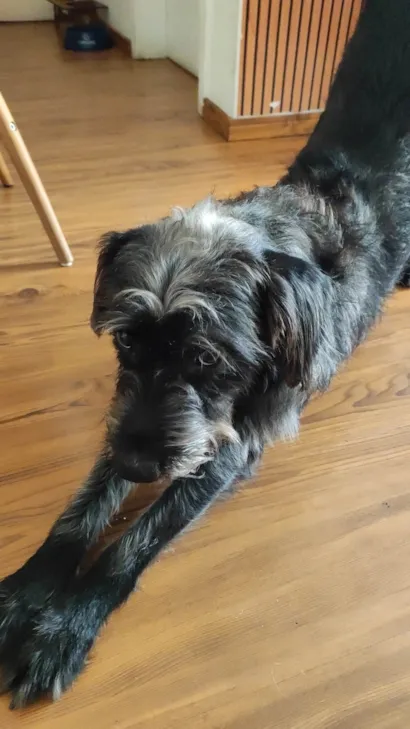 Cachorro raça SRD-ViraLata idade 2 anos nome Duque 