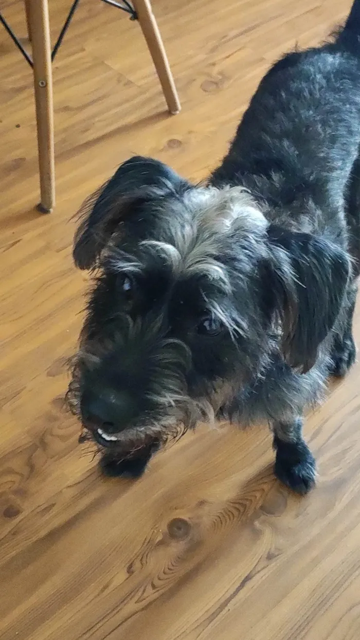 Cachorro ra a SRD-ViraLata idade 2 anos nome Duque 