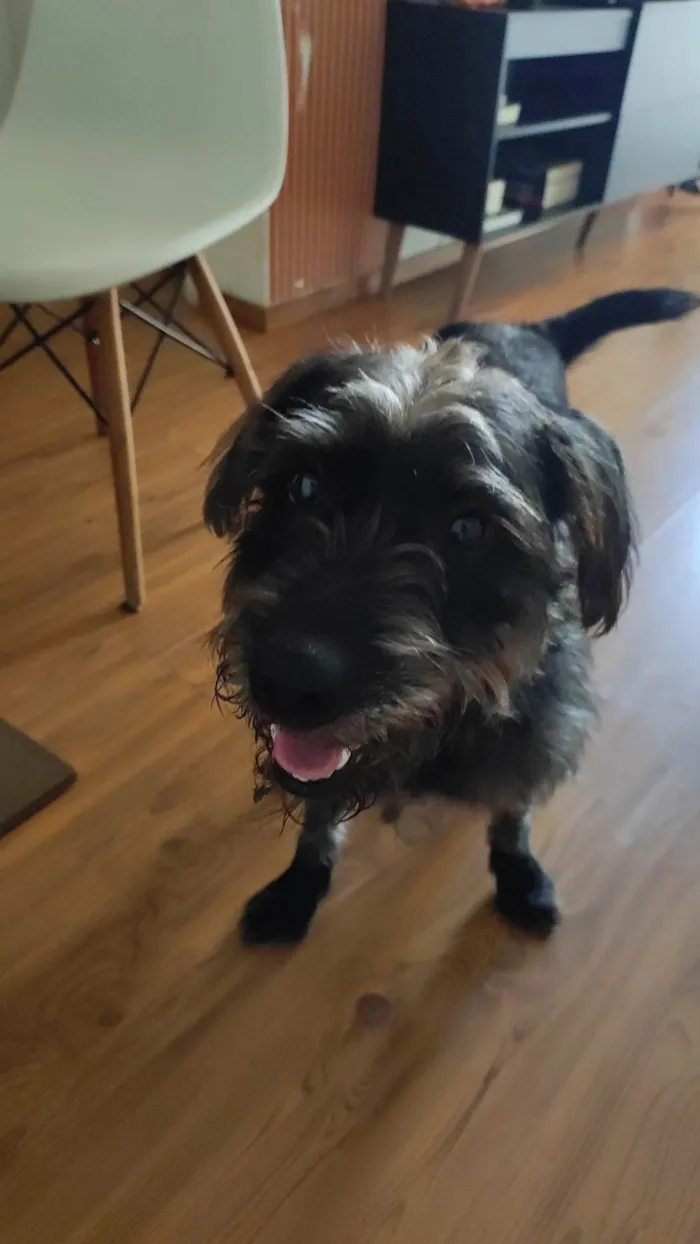 Cachorro ra a SRD-ViraLata idade 2 anos nome Duque 