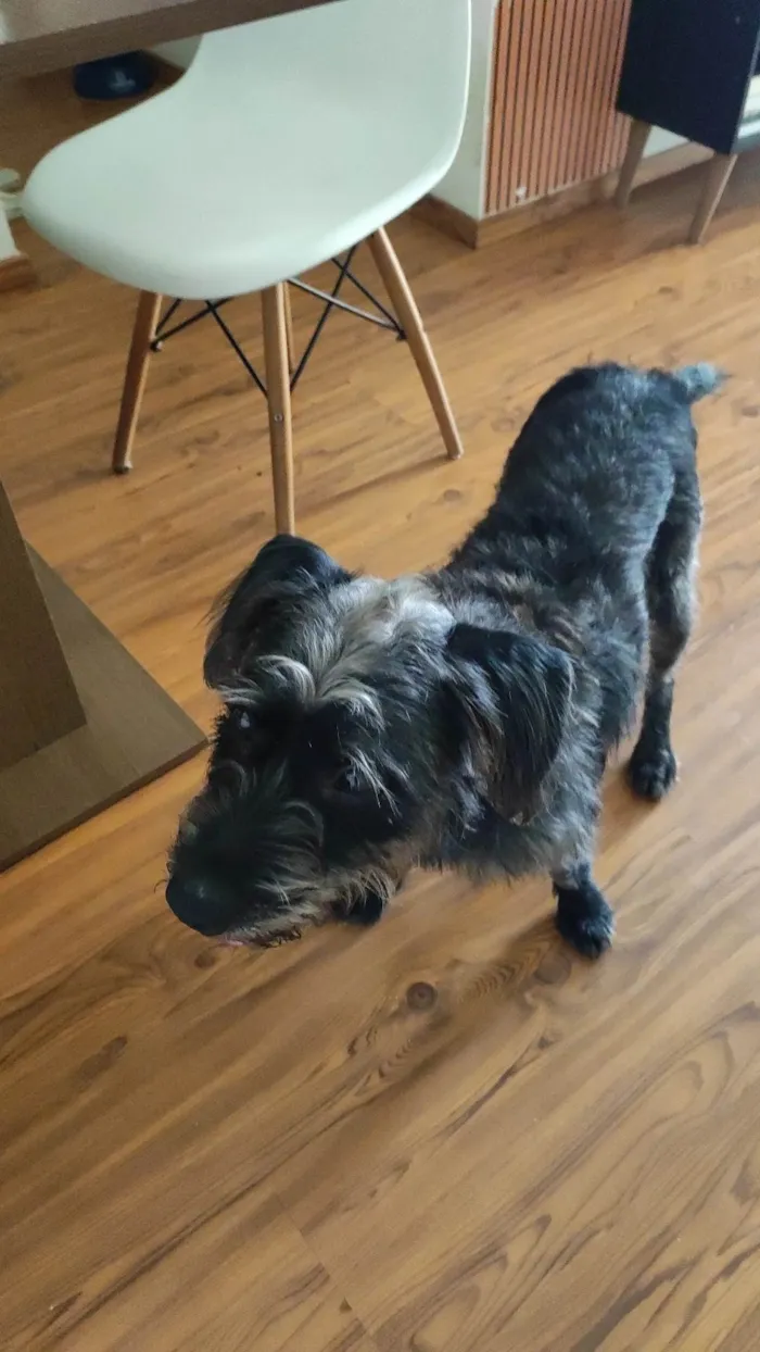 Cachorro ra a SRD-ViraLata idade 2 anos nome Duque 