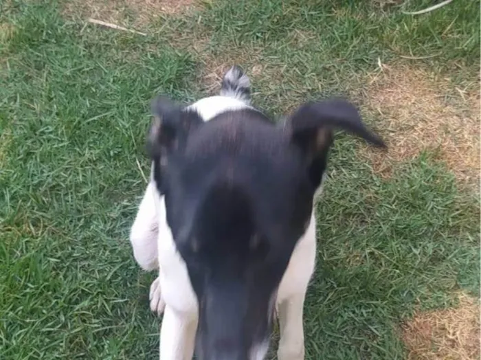 Cachorro ra a SRD-ViraLata idade 2 a 6 meses nome Zeca