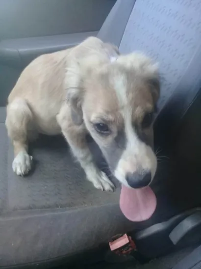 Cachorro raça SRD-ViraLata idade 7 a 11 meses nome maia2