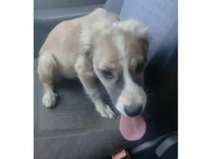Cachorro raça SRD-ViraLata idade 7 a 11 meses nome maia2
