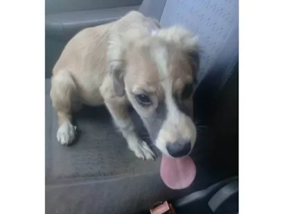 Cachorro raça SRD-ViraLata idade 7 a 11 meses nome maia2