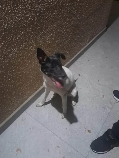 Cachorro raça SRD-ViraLata idade 2 a 6 meses nome Zéca