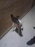 Zéca