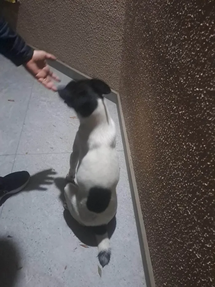 Cachorro ra a SRD-ViraLata idade 2 a 6 meses nome Zéca