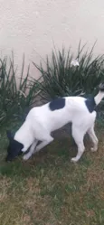 Zéca