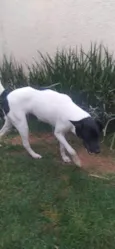 Zéca