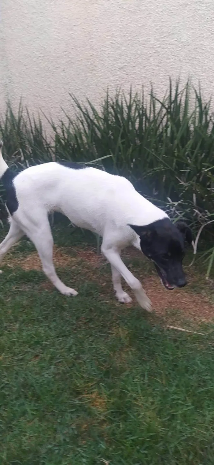 Cachorro ra a SRD-ViraLata idade 2 a 6 meses nome Zéca