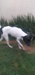 Zéca