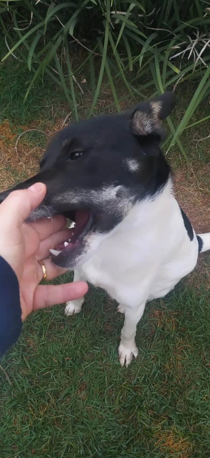 Cachorro ra a SRD-ViraLata idade 2 a 6 meses nome Zéca