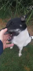 Zéca