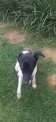Zéca