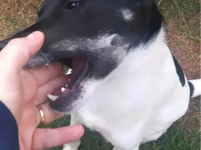 Cachorro raça SRD-ViraLata idade 2 a 6 meses nome Zéca