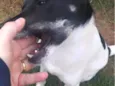 Zéca