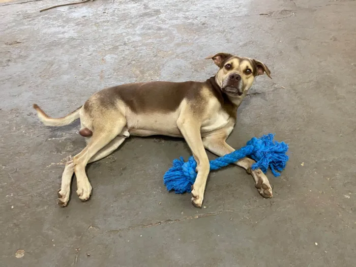 Cachorro ra a SRD-ViraLata idade 2 a 6 meses nome Luke 