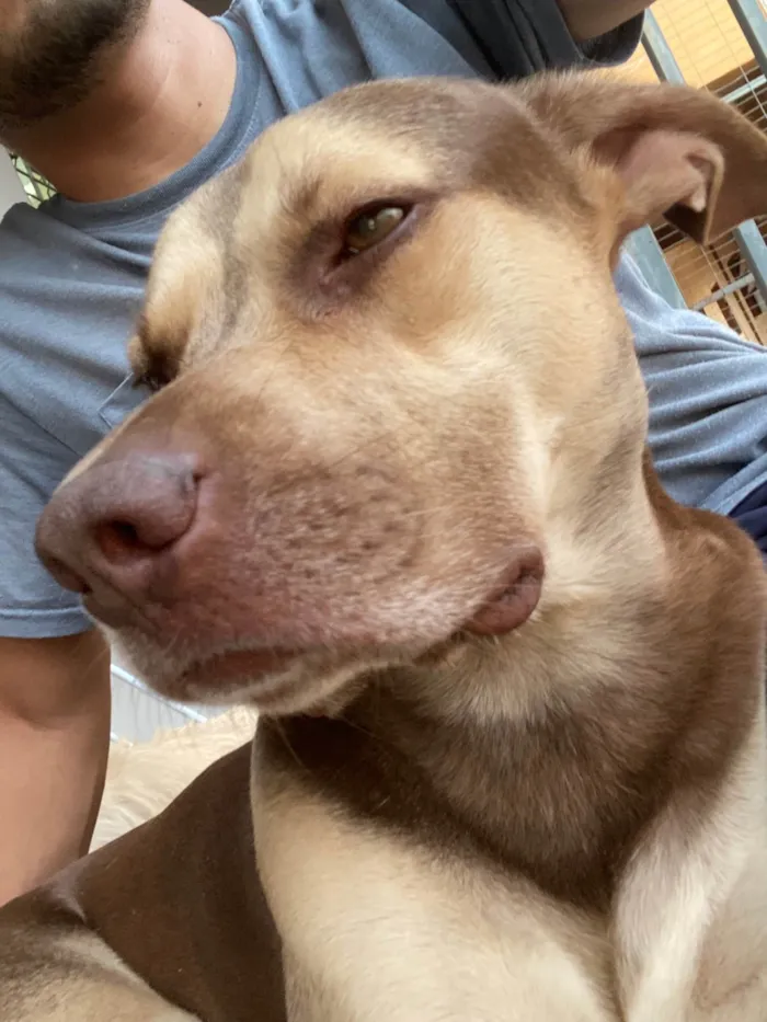 Cachorro ra a SRD-ViraLata idade 2 a 6 meses nome Luke 