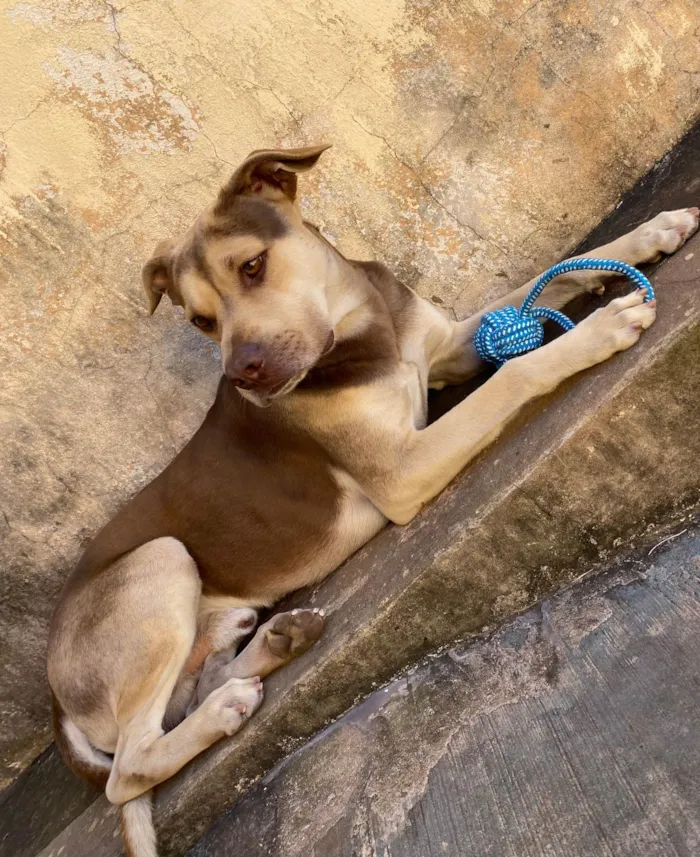 Cachorro ra a SRD-ViraLata idade 2 a 6 meses nome Luke 