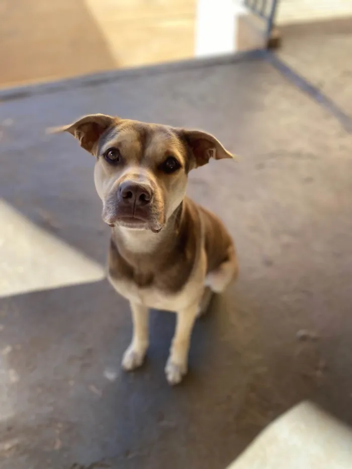 Cachorro ra a SRD-ViraLata idade 2 a 6 meses nome Luke 