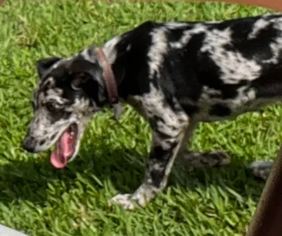 Cachorro raça SRD-ViraLata idade 7 a 11 meses nome LUNA