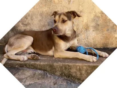 Cachorro raça SRD-ViraLata idade 2 a 6 meses nome Luke 