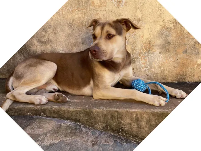Cachorro ra a SRD-ViraLata idade 2 a 6 meses nome Luke 