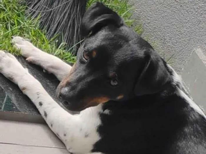 Cachorro ra a Fox Terrier idade 7 a 11 meses nome STÉLIO PAIVA MENDONÇA