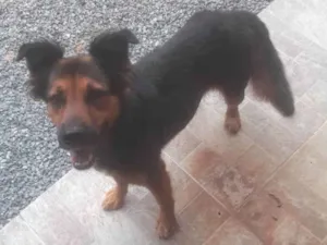 Cachorro raça Pastor Alemão idade 6 ou mais anos nome BILA