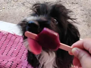 Cachorro raça Poodle idade 3 anos nome Nyna 