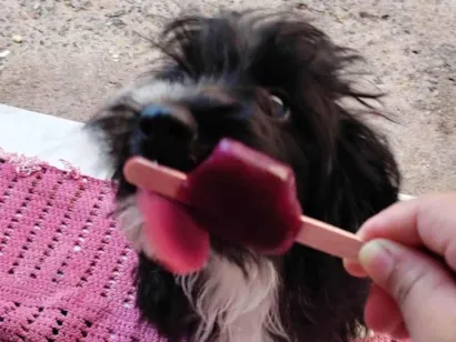 Cachorro raça Poodle idade 3 anos nome Nyna 