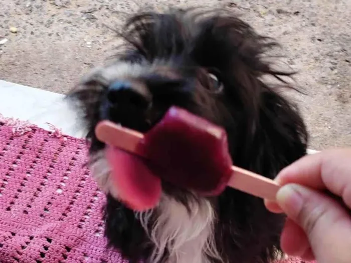 Cachorro ra a Poodle idade 3 anos nome Nyna 